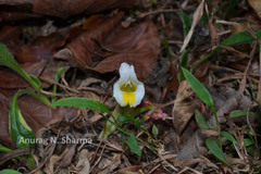 Curcuma karnatakensis